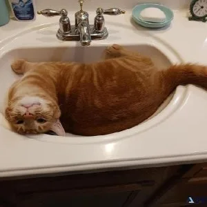 1 12 yr old male tiger cat