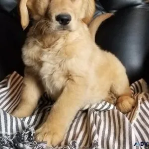 AKC Golden Retriever puppies available.