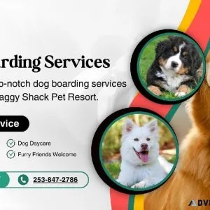 Premier Dog Boarding Services in JBLM  Shaggy Shack Pet Resort