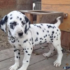 Cute Dalmatian puppies for sale.