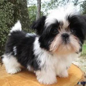 Amazing Shih Tzu puppies available