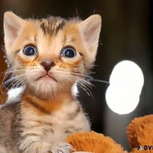 F5 Savannah Kittens