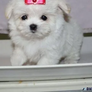 Super Cute Teacup Maltese Puppies