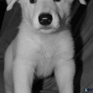Home raised White Shepherd puppies