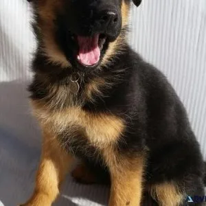 Well Trained German Shepherd puppies
