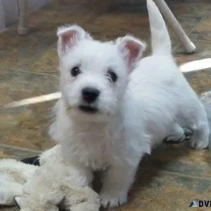 AKC West Highland White Terrier puppies available