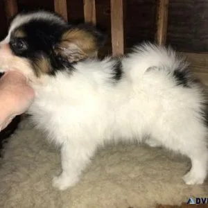 Home raised Papillon Puppies