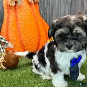 Amazing Havanese puppies available For sale