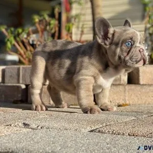 Home Raised French Bulldog Puppies ready to go.