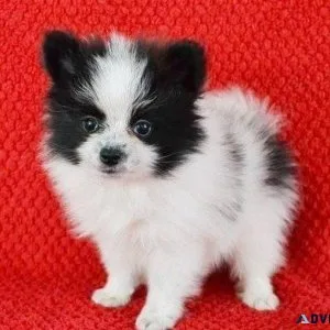 Beautiful Pomeranian Puppies