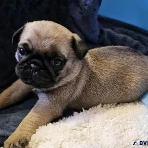 Pug puppies