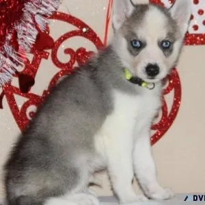 Beautiful Siberian Husky Puppies