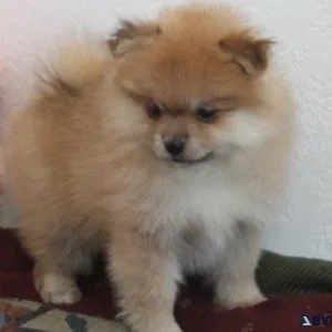 Lovely Pomeranian Puppies.