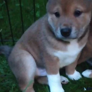 Shiba Inu