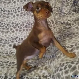 Lovely Miniature Pinscher Puppies