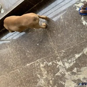Pet Dog