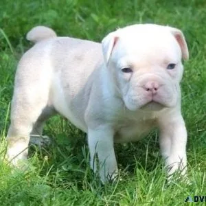 Home raised Olde English Bulldogge puppies ready