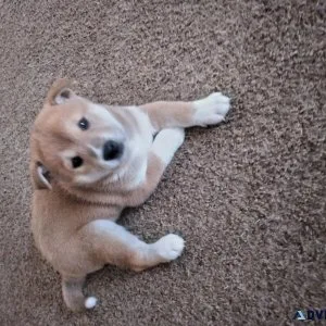 Shiba Inu