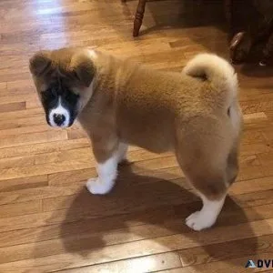 Excellent Akita Puppies For Loving Homes.