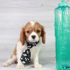 Beautiful Cavalier Puppy For Sale