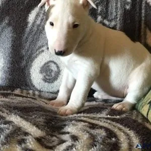 Cute Miniature Bull Terrier puppies