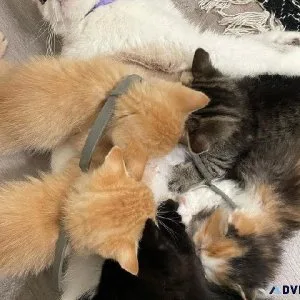 Kiitens 4 home has a new litter ready to go.