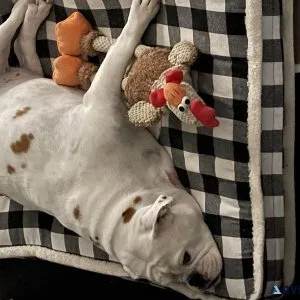 Old English bulldog