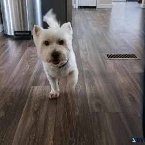 West highland terrier