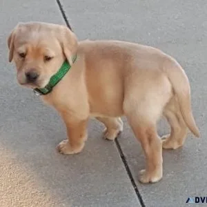Well Socialized Labrador Retriever Puppies