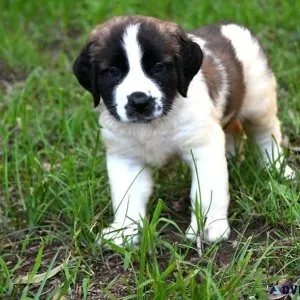 AKC Saint Bernard Puppies Available For Sale