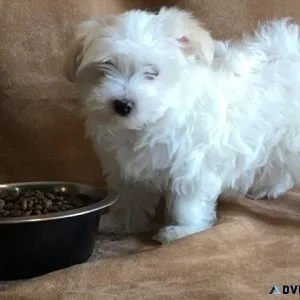 AKC Pure Maltese puppies ready now
