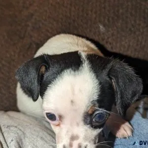 Male Chihuahua puppy