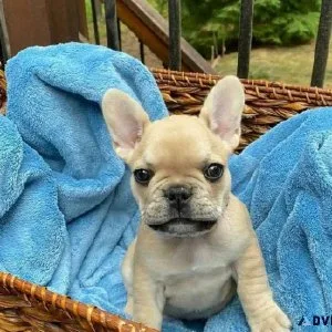 Adorable French Bulldog