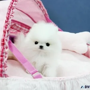 Super Cute Micro Teacup Pomeranian puppies ready now