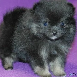 Adorable Teacup Pomeranian Puppies