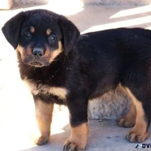 Charmy and well trained Rottweiler Puppies.