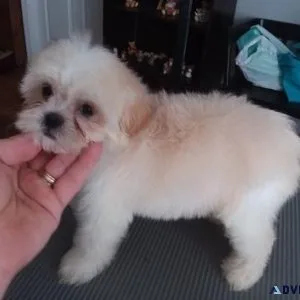 Beautiful Shihpoo puppies available