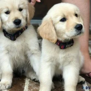 Very Intelligent Golden Retriever puppies