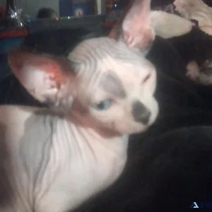 Pink and brown spotted sphinx kitty