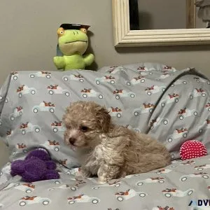 YorkiePoo Puppies
