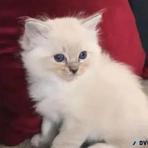 Ragdoll kitten for sale