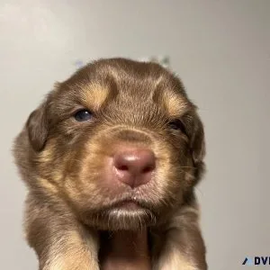 AKC Australian Shepherd Puppies