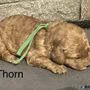 Miniature golden doodles puppies
