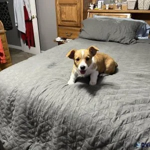 PEMBROKE WELSH CORGIS