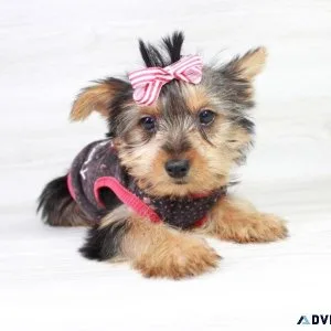 Toy Yorkie Puppies For Sale