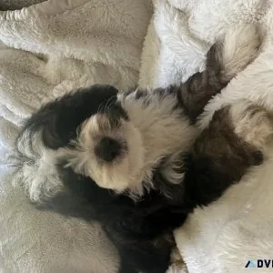 Mini Bernedoodle