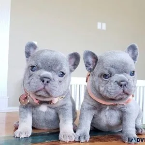 French Bulldog Puppies MF