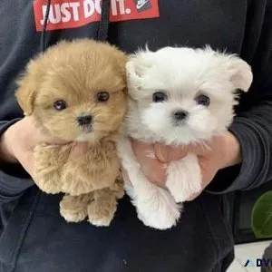 Portable Poodle Puppies