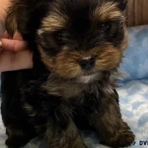 Yorkie Puppies