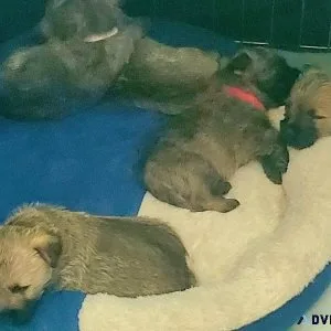 Cairn Terrier Puppies